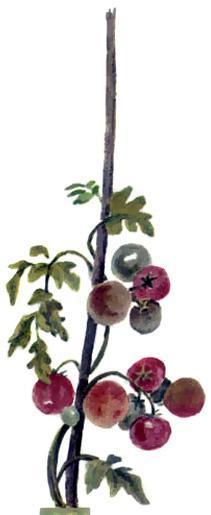 Сказка о глупом мышонке (стих) Сказка о глупом мышонке