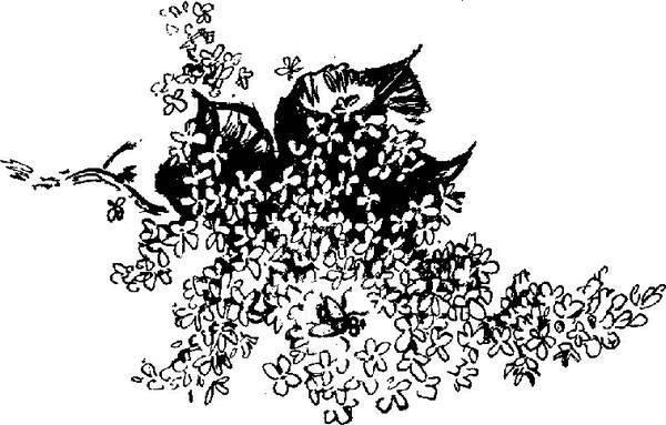 Сказка о том, как жила-была последняя муха