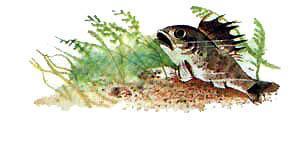 Ерш Ершович в воде