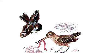 Воробей Воробеич