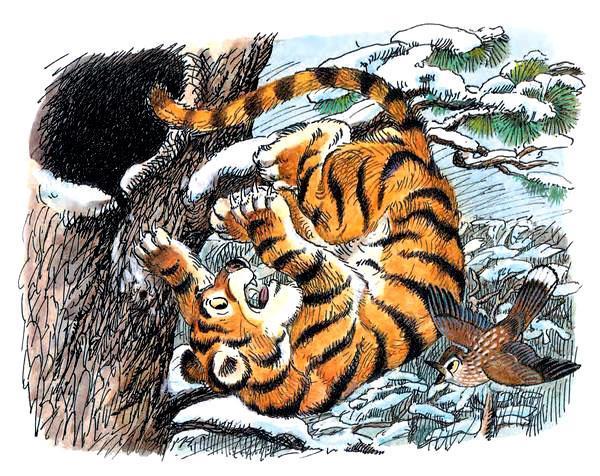 тигрёнок упал в снег, он сразу в клубочек свернулся и немного согрелся