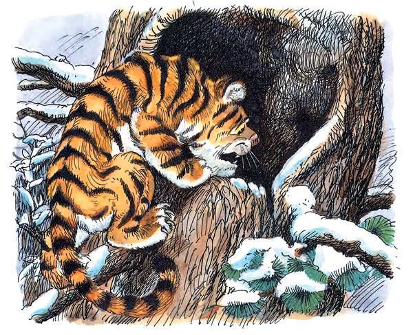 Заглянул тигрёнок в эту берлогу