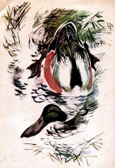 Чей нос лучше (рассказ) Широконос