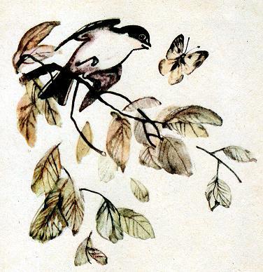 Чей нос лучше (рассказ) Мухолов-тонконос