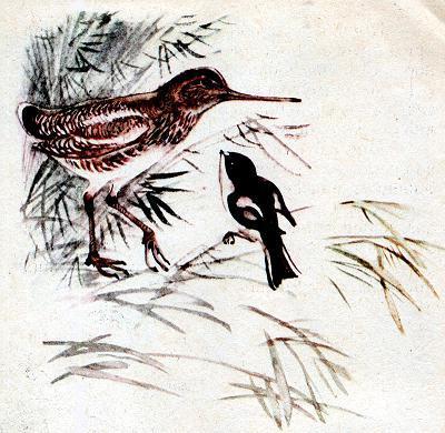 Чей нос лучше (рассказ) Бекас-долгонос