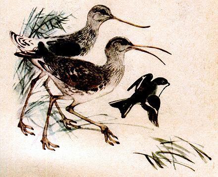 Чей нос лучше (рассказ) Шилонос, кроншнеп-серпонос и мухолов