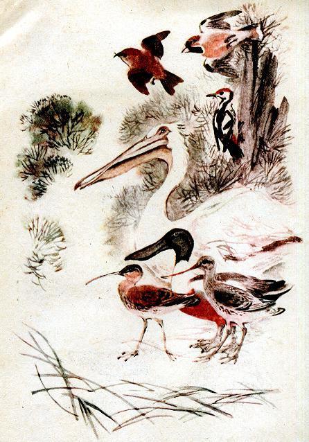 Чей нос лучше (рассказ) Дубонос, крестонос, шилонос, серпонос, широконос, мешконос и долбонос