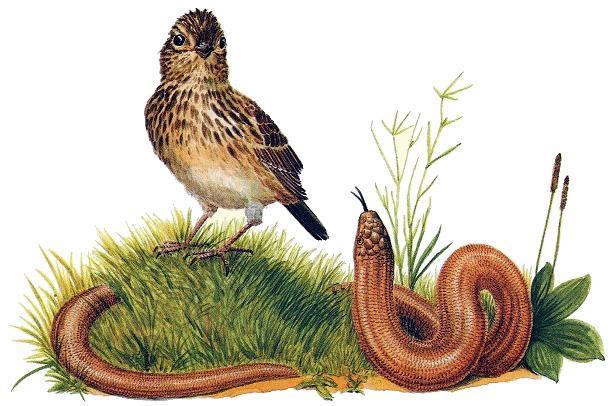 жаворонок и ящерица безногая