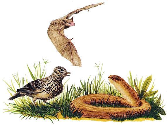 жаворонок и ящерица летучая мышь