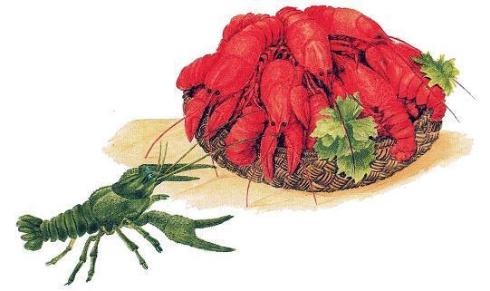 Сказки-несказки: Где раки зимуют раки живой и вареные