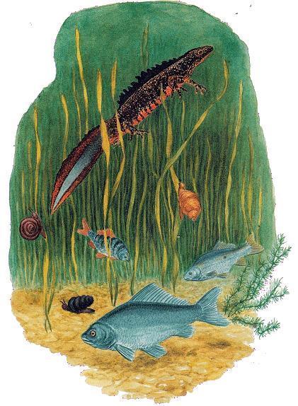 Сказки-несказки: Где раки зимуют в озере тритон рыба