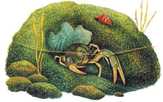 Сказки-несказки: Где раки зимуют рак