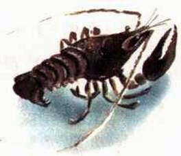 Где раки зимуют (рассказ) Где раки зимуют