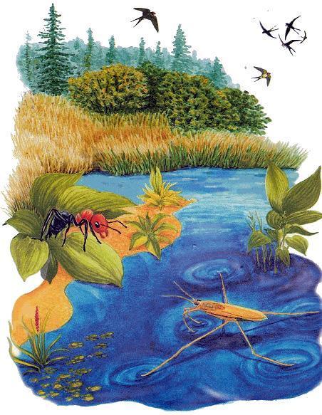 Как муравьишка домой спешил (сказка) муравьишка и водомерка