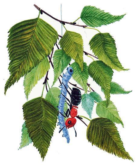 Как муравьишка домой спешил (сказка) муравьишка и гусеница шелкопряд