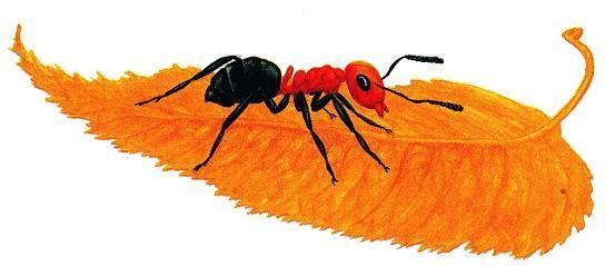 муравьишка на листке