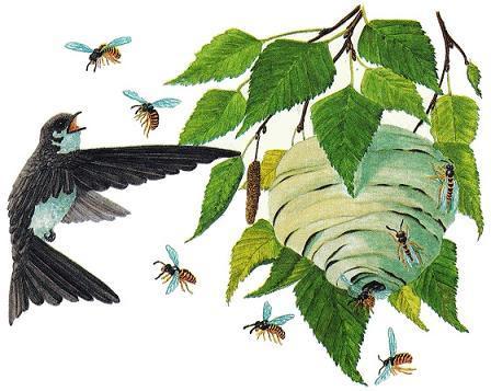 Лесные домишки (сказка) Береговушка и осы