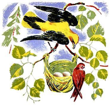 Лесные домишки (сказка) иволга и ласточка у гнезда с кладкой яиц