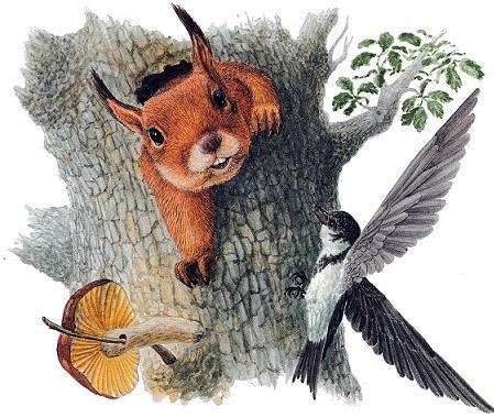 Лесные домишки (сказка) белка