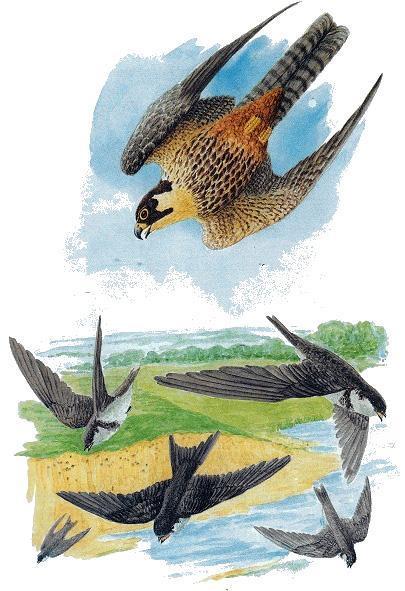 Лесные домишки (сказка) Чеглок-Сокол мчится на ласточек