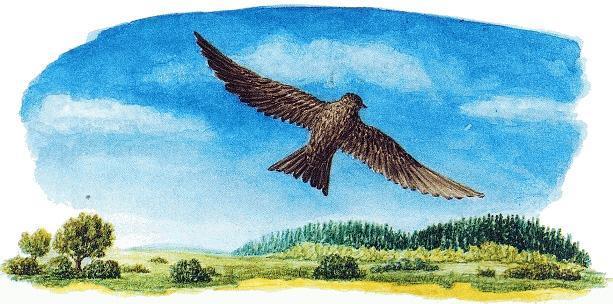 Лесные домишки (сказка) Береговушка