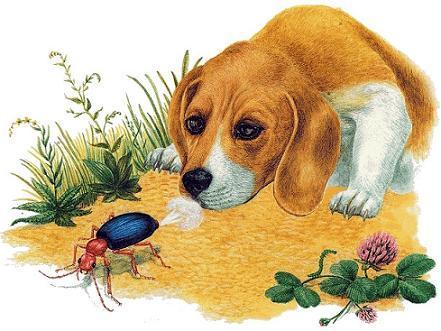 Первая охота пес и жук-бомбардир