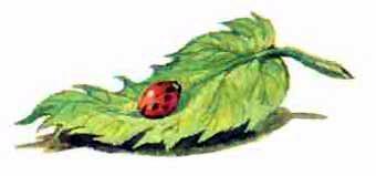 Сказки о Хоме и Суслике img 30