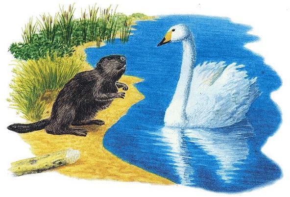 бобёр и лебедь на берегу