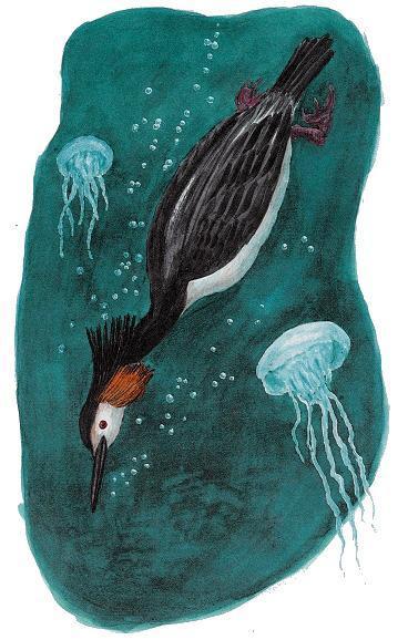 Сказки зверолова: Люля Люля под водой