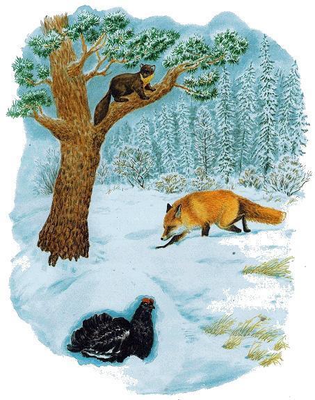 лиса идет по следу в зимнем лесу а тетерев спрятался