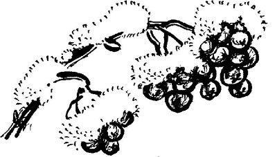 Сказочка про Воронушку – черную головушку и желтую птичку Канарейку