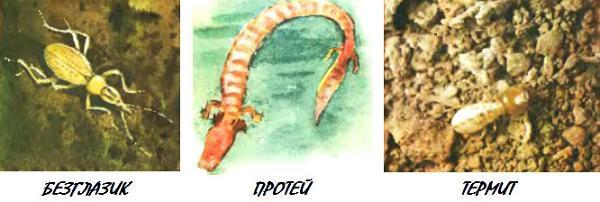 Сколько глаз у стрекозы?