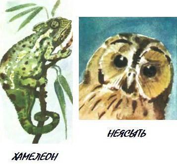 хамелеон неясыть