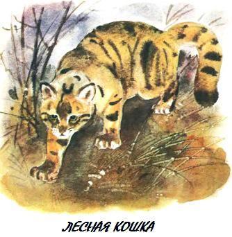 лесная кошка