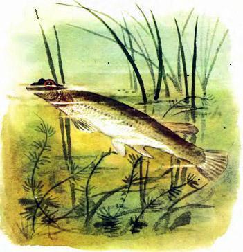 рыба четырёх-глазка