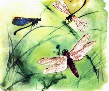 стрекозы