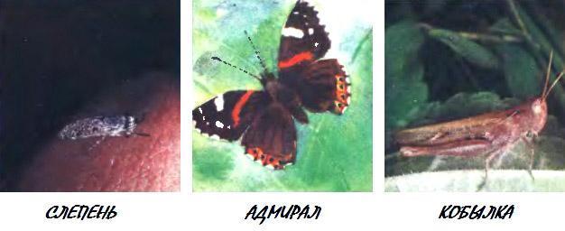 Сколько глаз у стрекозы?