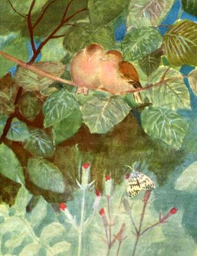 Смолевка-липучка