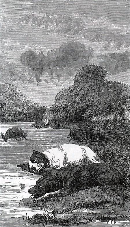 Собаки и ослиная туша