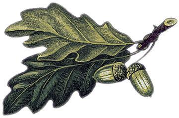 Спор деревьев 04