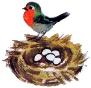 птичка у гнезда