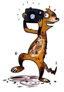 Сурикаты-сумасброды. Невероятно смешные приключения в пустыне (сказка) Сурикаты-сумасброды. Невероятно смешные приключения в пустыне