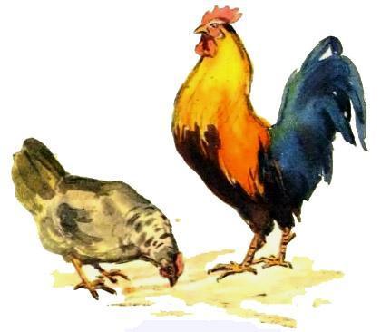 петух и курица