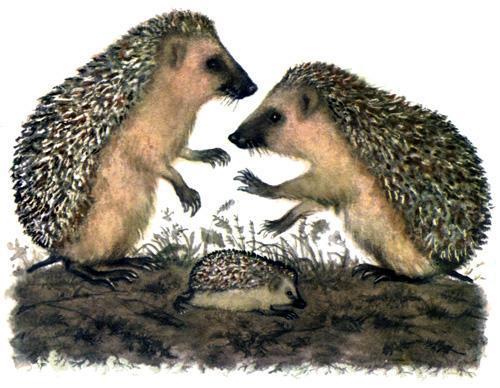 еж ежиха и еженок