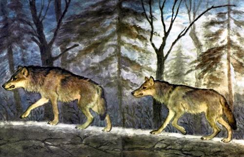 волки идут по лесу