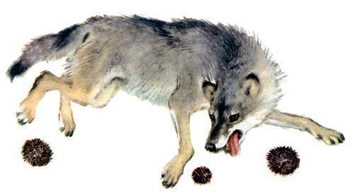 Тихая сказка (стих) волк и ежики свернулись клубком