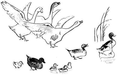 Тимоха (рассказы) гуси и утки