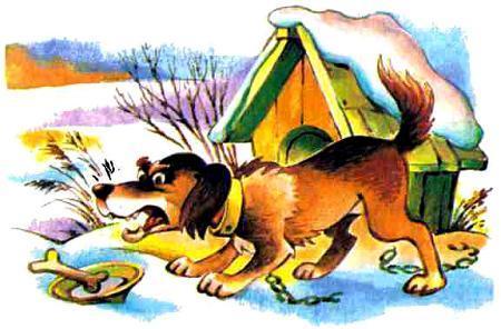 зайцы, заяц