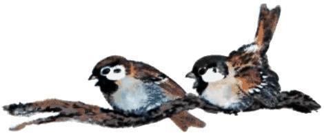 воробьи на ветке