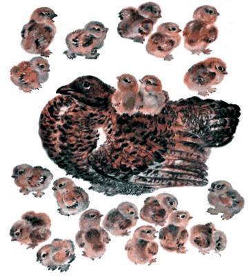 мама куропатка и детки